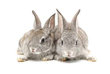 Two baby rabbits on white background.