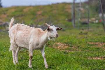 close-up of a young white  goat walks at the green grass