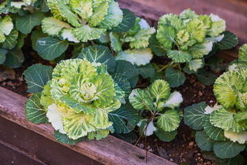 Close-up of flowers like cauliflower in a flower bed