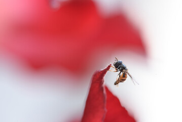 Bee