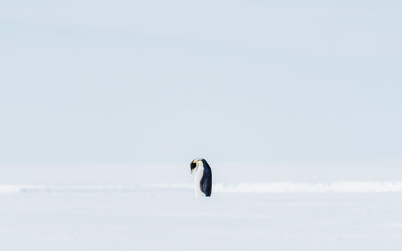 PENGUINS IN ANTARCTICA