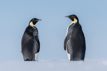 PENGUINS IN ANTARCTICA