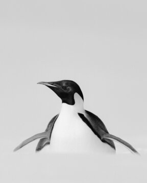 PENGUINS IN ANTARCTICA