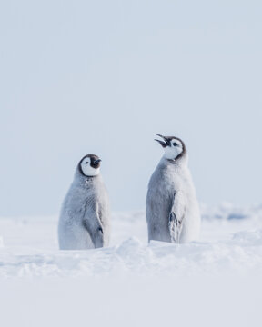 PENGUINS IN ANTARCTICA