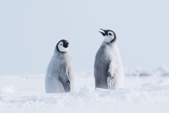 PENGUINS IN ANTARCTICA