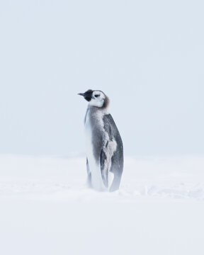 PENGUINS IN ANTARCTICA