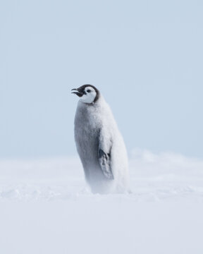 PENGUINS IN ANTARCTICA