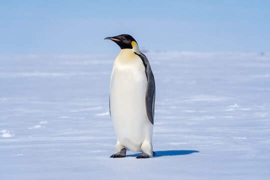 PENGUINS IN ANTARCTICA