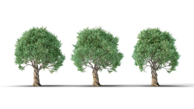 Isolated realistic Olive tree on the wind, White background with transparent cut-out animation and alpha channel.3d rendering with id pass