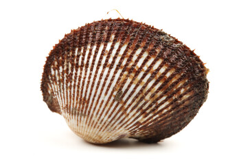 Scapharca subcrenata on white background 