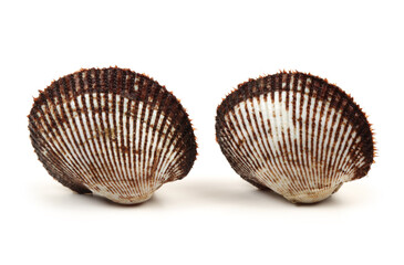 Scapharca subcrenata on white background 