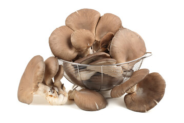 Fototapeta premium oyster mushroom on white background