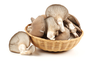 oyster mushroom on white background