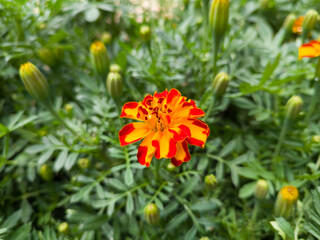 french marigold in the garden, tagetes patula, brightly colored golden yellow flower taken in shallow depth of field, copy space