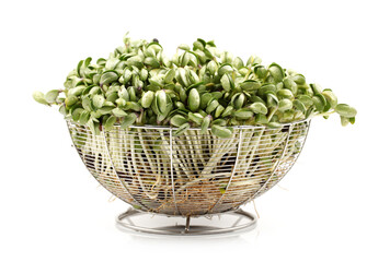 Black bean sprouts on white background
