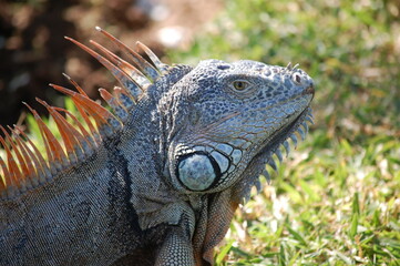 Obraz premium Handsome Iguana