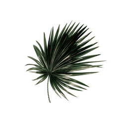 Green leaves of palm tree isolated on white background