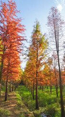 autumn in the forest