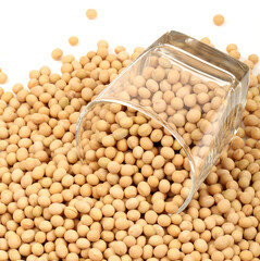 gold soybean 