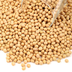 gold soybean 