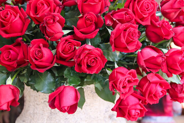 Red rose  bouquet with water drops on background