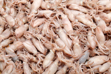 Fresh squid background 