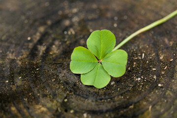 Perfect 4 leaf clover. Four leaf clovers are rare and symbolize good luck or a lucky shamrock for...
