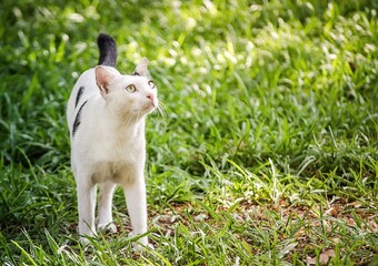Lovely white cat with black dots walking on green grass in a garden.