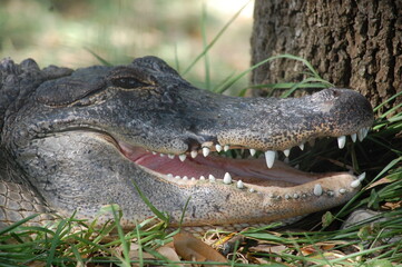 Fototapeta premium Gator smile