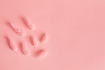 Fluffy pink hare’s-tail grass (lagurus ovatus) on the peach pink color background. Monochrome concept. Flatlay, copy space on the right. Greeting card template