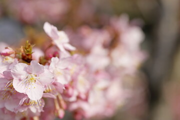 日本の春の花、河津桜