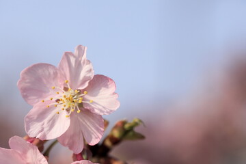 日本の春の花、河津桜
