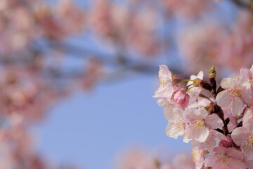 日本の春の花、河津桜