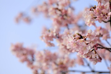 日本の春の花、河津桜