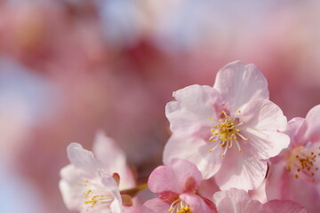 日本の春の花、河津桜