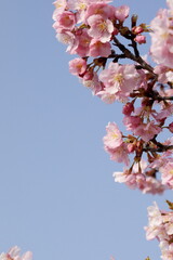 日本の春の花、河津桜