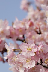 日本の春の花、河津桜
