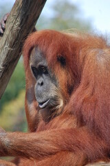 Orangutan  Portrait