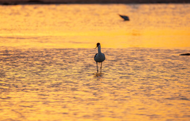 Water bird pied avocet, Recurvirostra avosetta, standing in the water in orange sunset light. The...