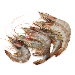 fresh shrimps on white background