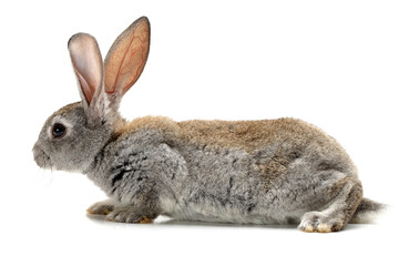 rabbit isolated on white background