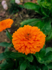 Close up shot of a orange dahlia flower