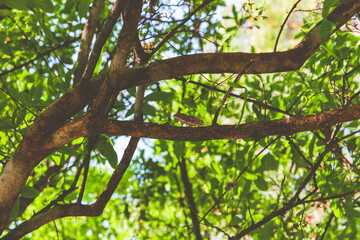 Closeup to cricket bug insect on the tree in the forest.