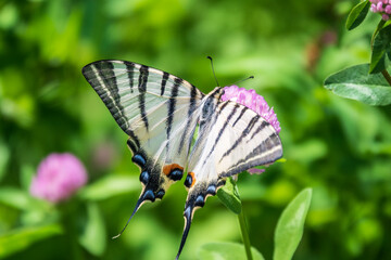 Beautiful Butterfly Scarce Swallowtail, Sail Swallowtail, Pear-tree Swallowtail, Podalirius. Latin name Iphiclides podaliriu. Butterfly collects nectar on flower.