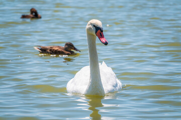 Graceful white Swan swimming in the lake, swans in the wild. Portrait of a white swan swimming on a lake.