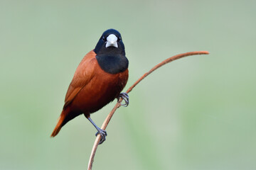 black-headed munia (Lonchura atricapilla) in close up showing details of finch eyes face body and legs to feet