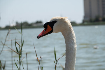 Fototapeta premium Portrait of a graceful white swan with long neck on blue water background.