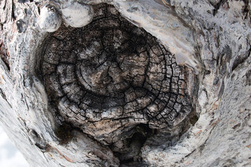 Close up of natural old burnt tree branch stump