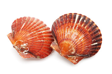 live scallops on the white background