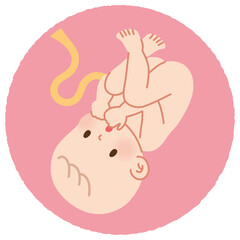 お腹の中の赤ちゃん　胎児 - obrazy, fototapety, plakaty